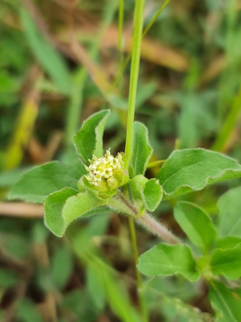 Acanthospermum glabratum photo 2