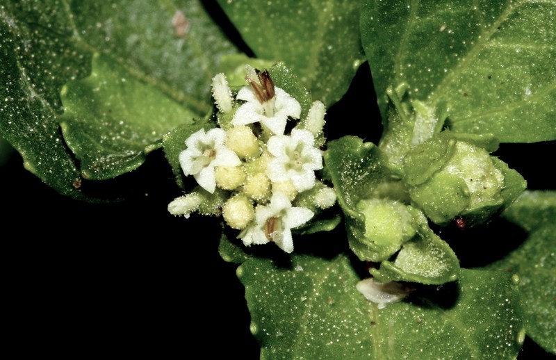 Acanthospermum glabratum photo 3