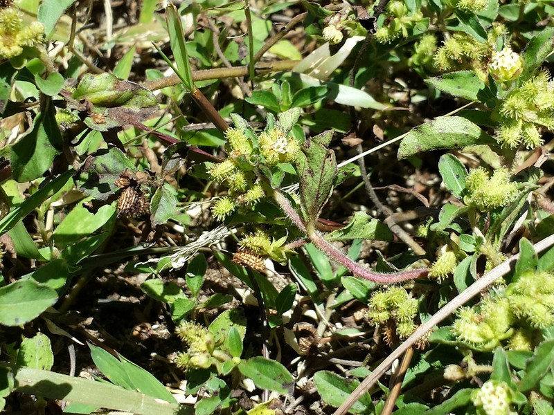 Acanthospermum glabratum photo 4