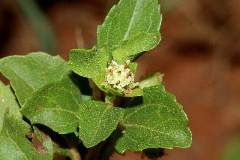 Acanthospermum glabratum photo 5