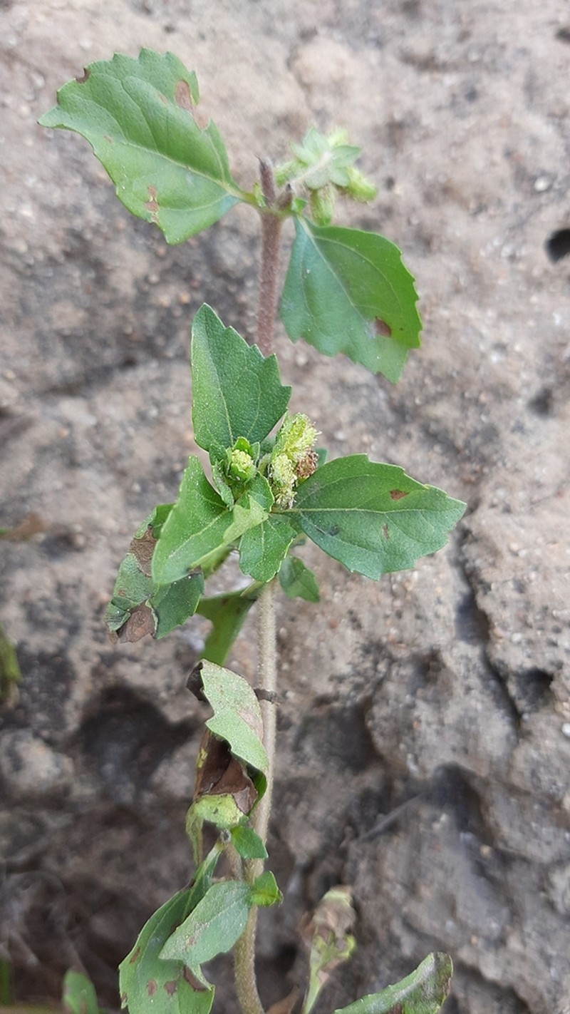 Acanthospermum glabratum photo 6