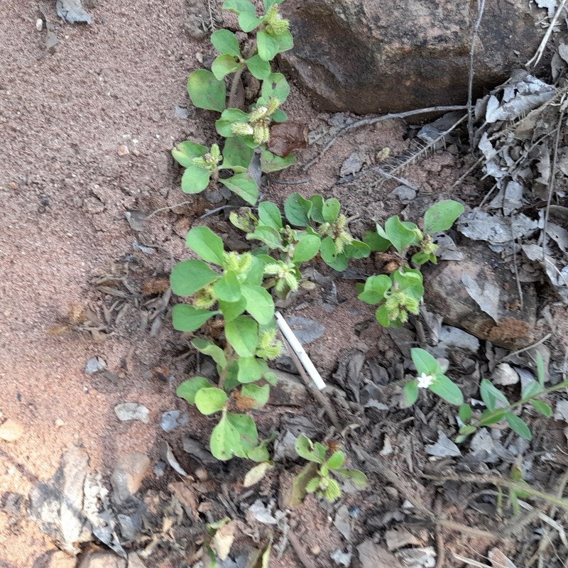 Acanthospermum glabratum photo 7