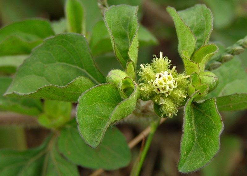 Acanthospermum glabratum photo 8