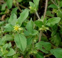 Hispid Starbur