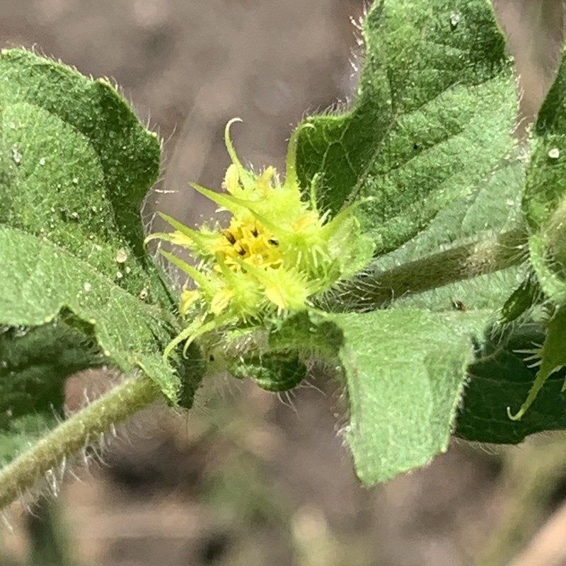 Hispid Starbur photo 4