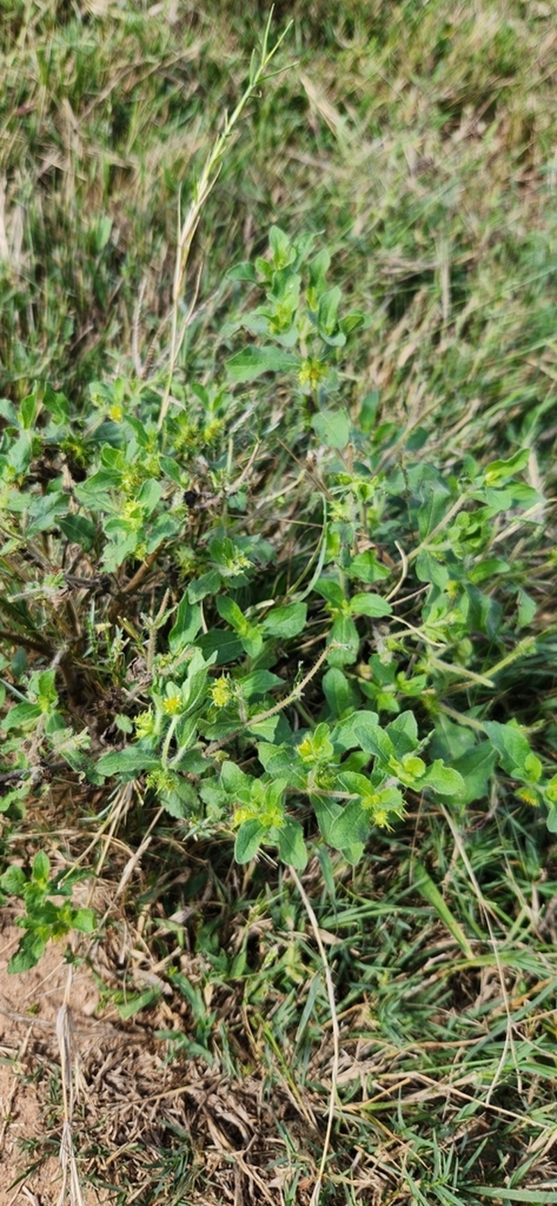 Hispid Starbur photo 5