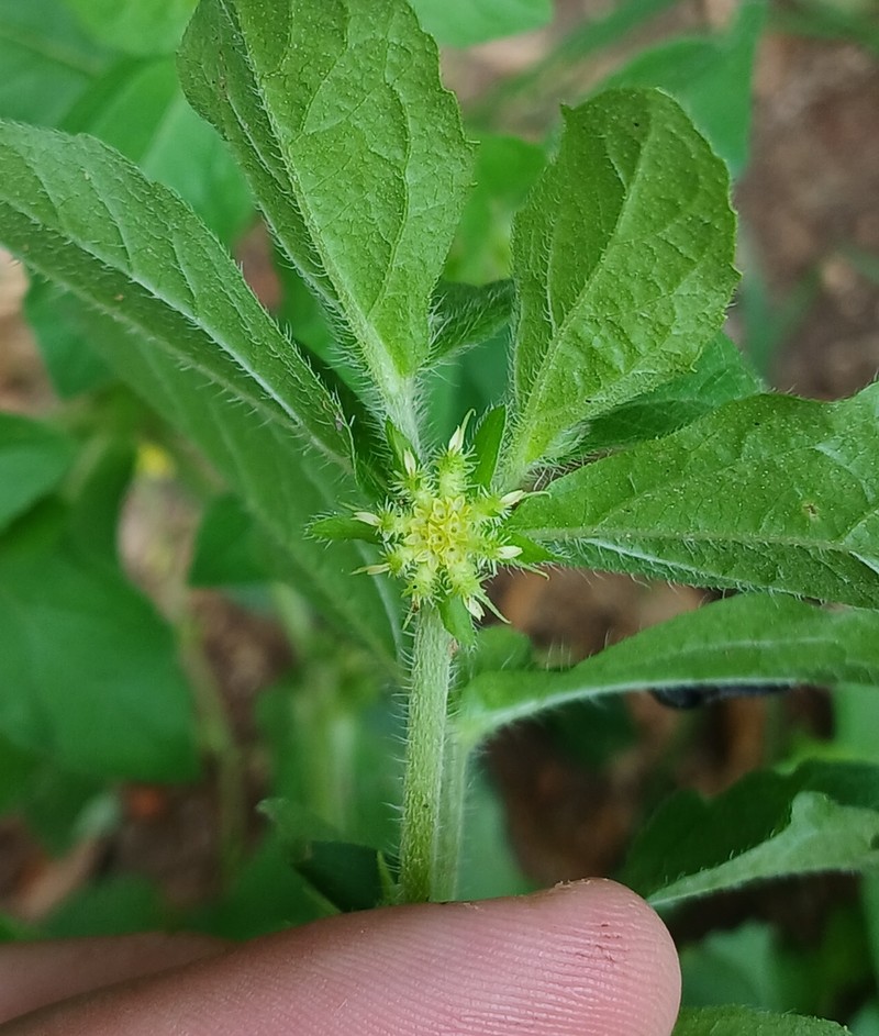 Hispid Starbur photo 6