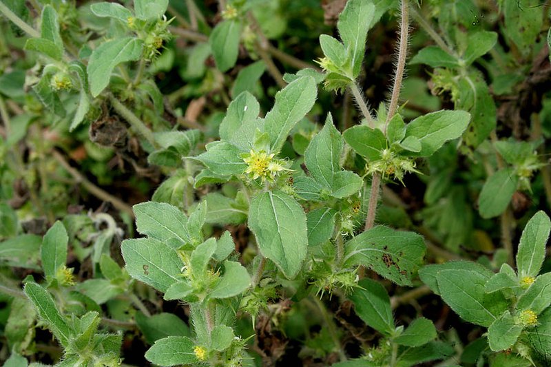 Low Starbur photo 2