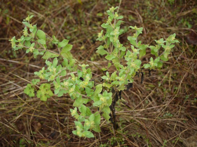 Low Starbur photo 3