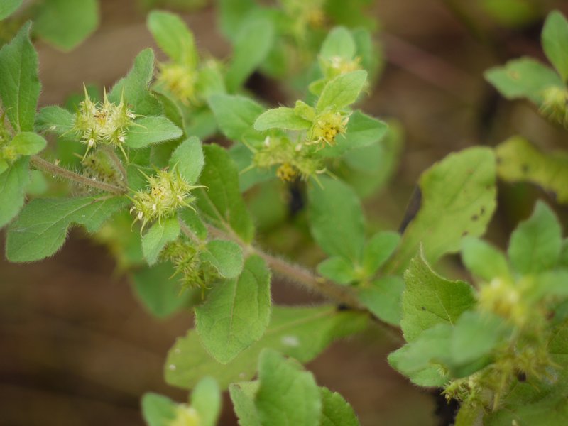 Low Starbur photo 5