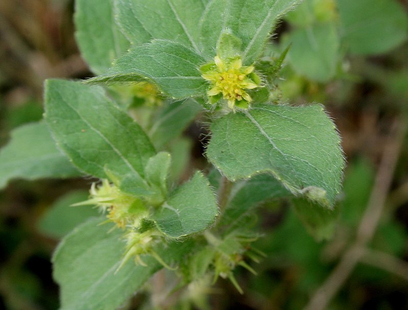 Low Starbur photo 7