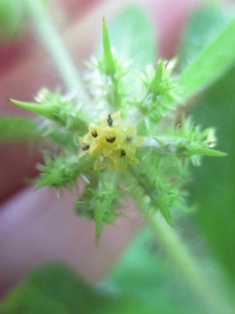 Acanthospermum microcarpum