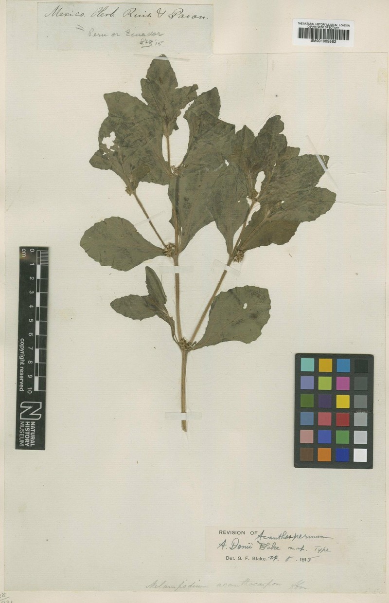 Acanthospermum microcarpum photo 3