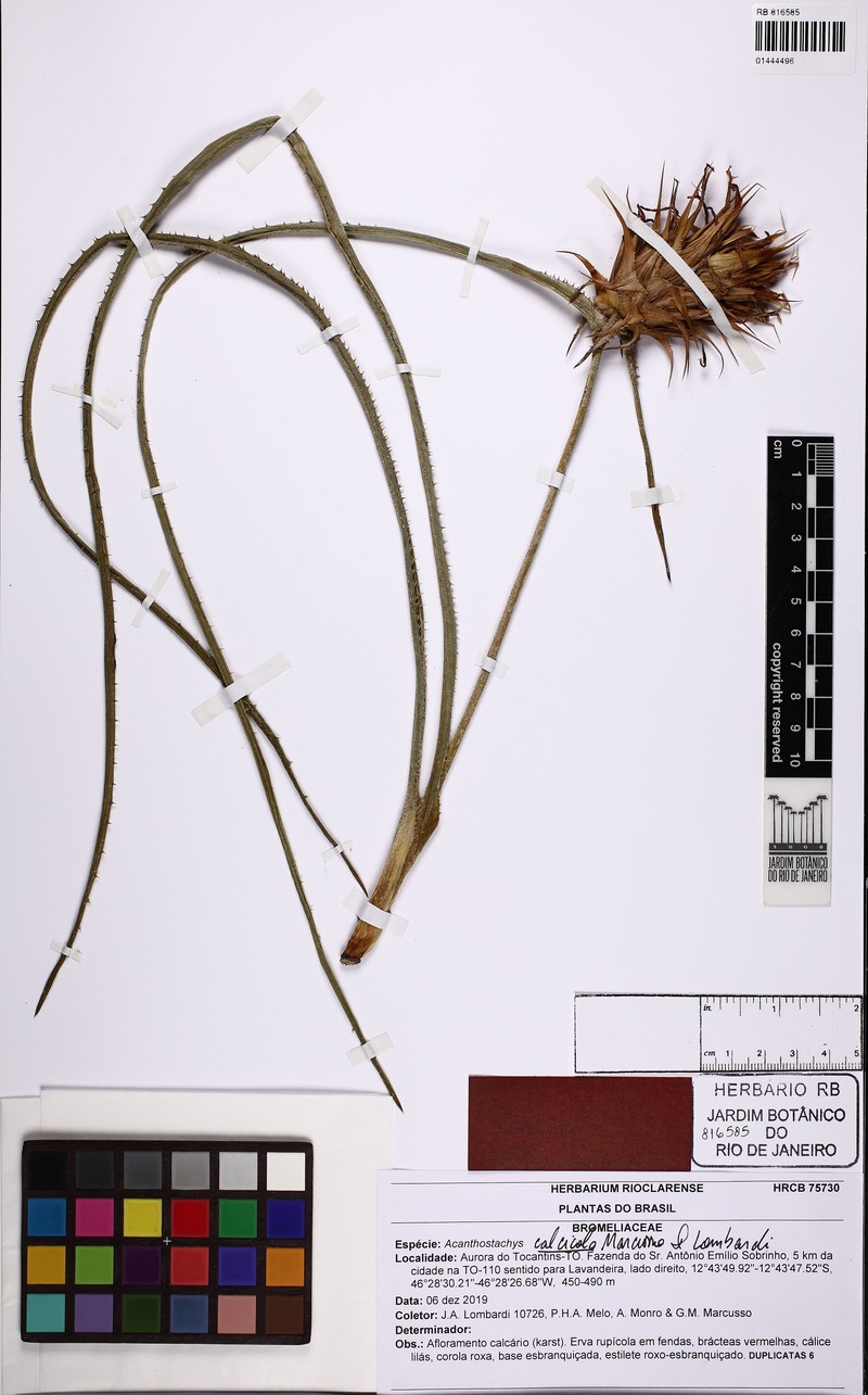 Acanthostachys calcicola