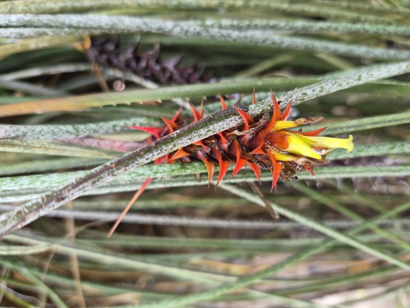 Acanthostachys strobilacea photo 2