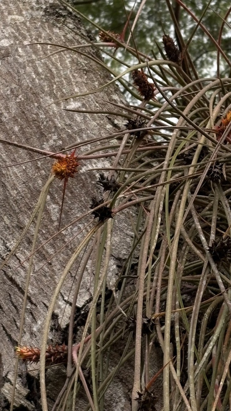 Acanthostachys strobilacea photo 3