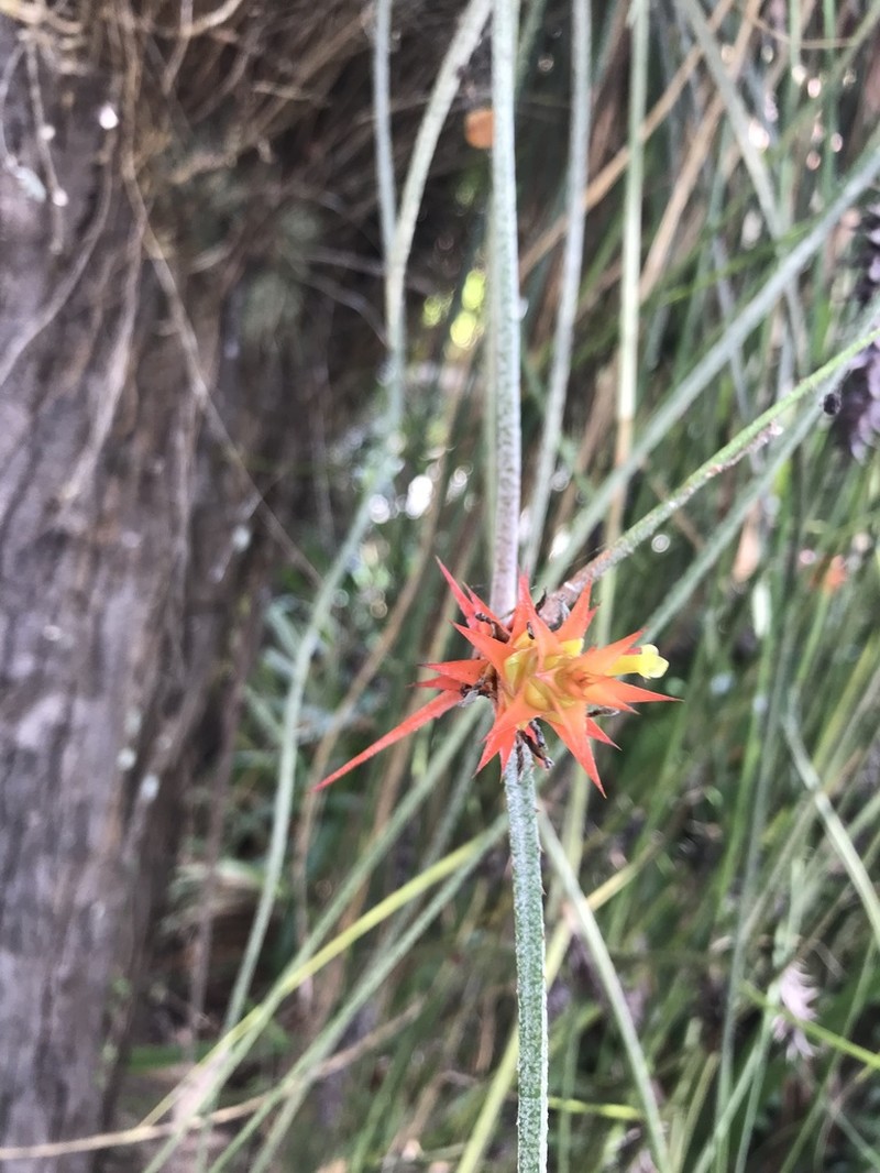 Acanthostachys strobilacea photo 4