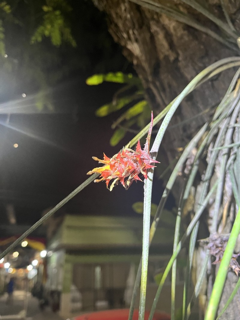 Acanthostachys strobilacea photo 5