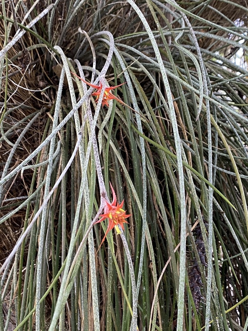 Acanthostachys strobilacea photo 6