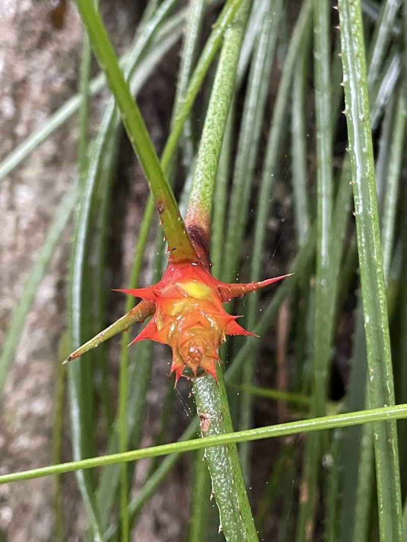 Acanthostachys strobilacea photo 8