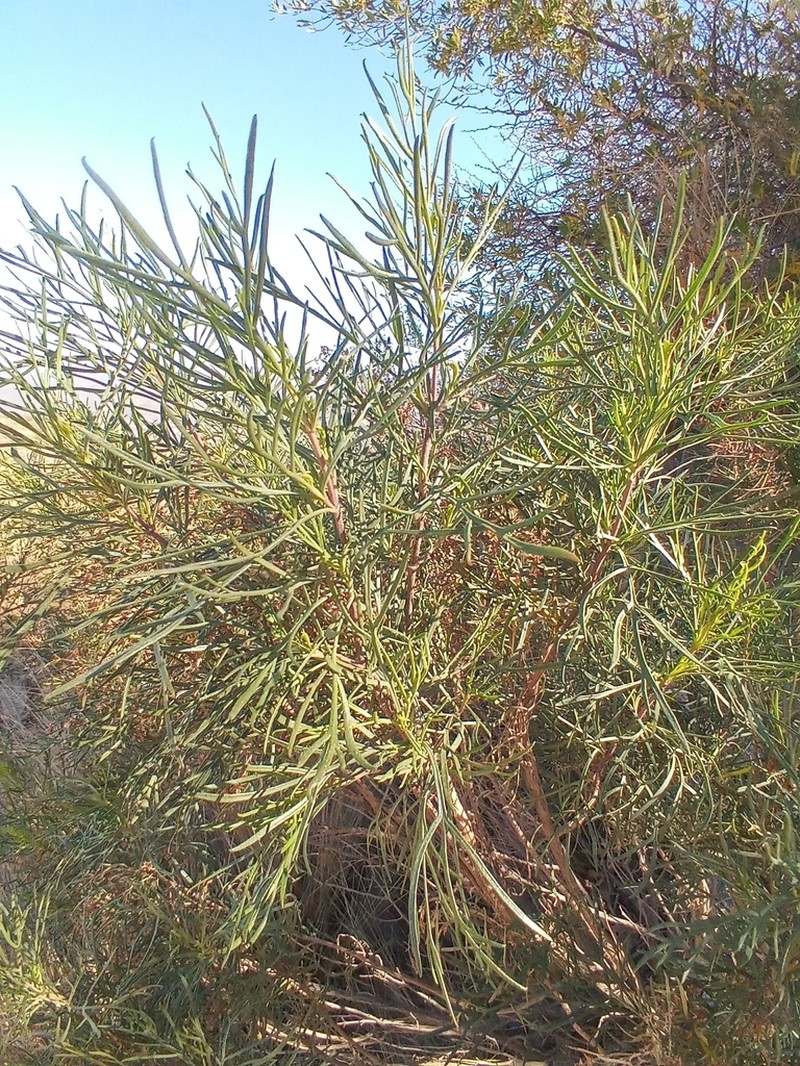 Acanthostyles buniifolius