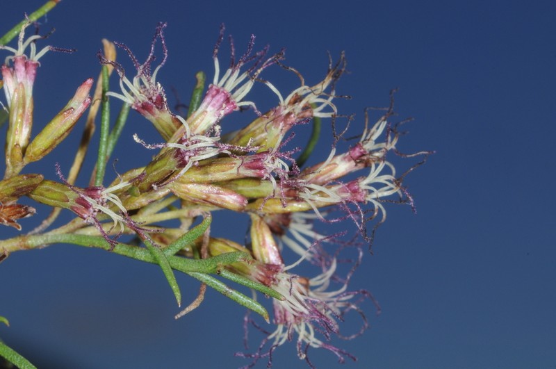 Acanthostyles buniifolius photo 2