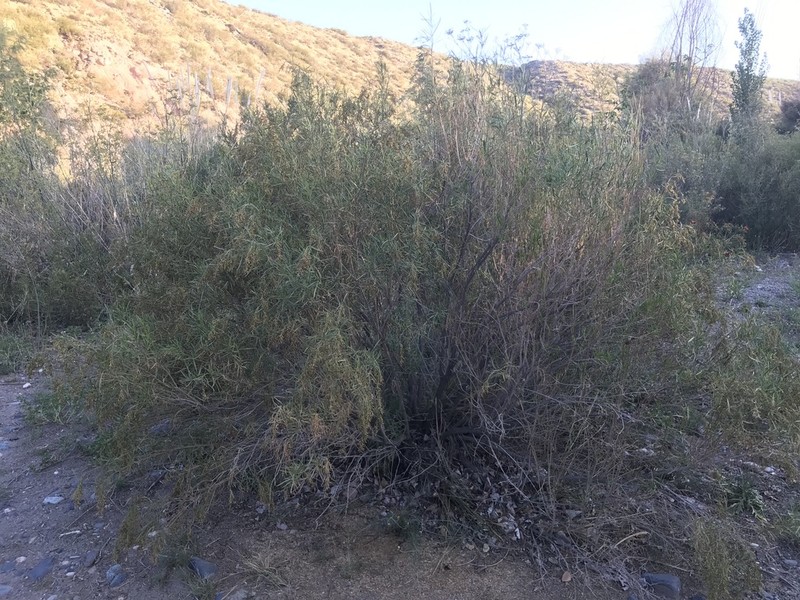 Acanthostyles buniifolius photo 3