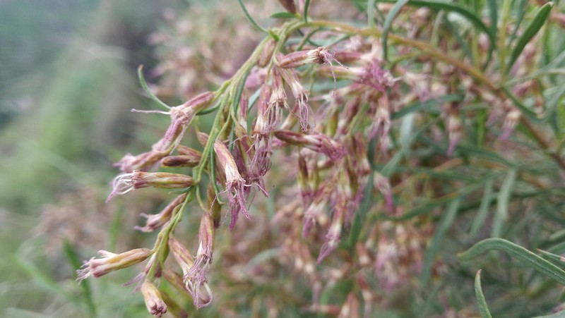 Acanthostyles buniifolius photo 4