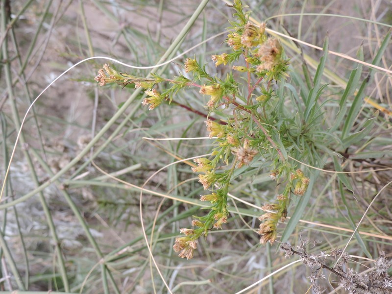 Acanthostyles buniifolius photo 5