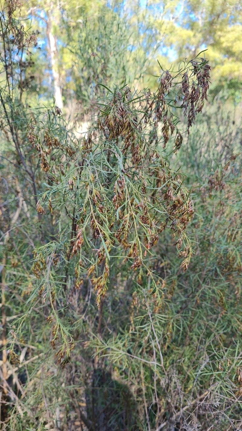 Acanthostyles buniifolius photo 6