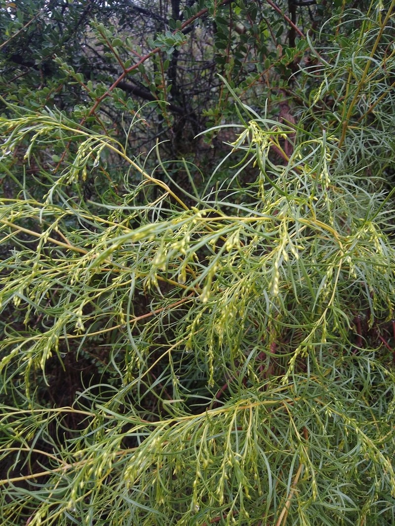 Acanthostyles buniifolius photo 7