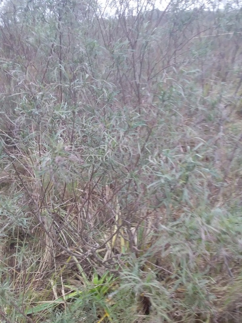 Acanthostyles buniifolius photo 8