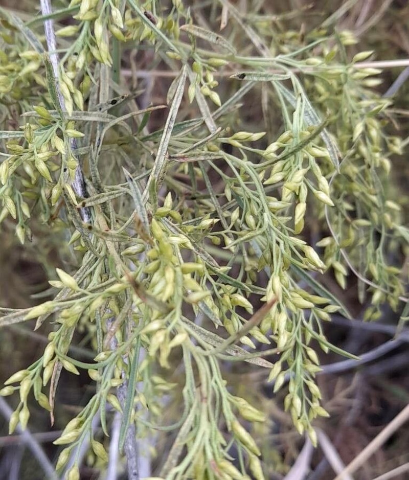 Acanthostyles saucechicoensis