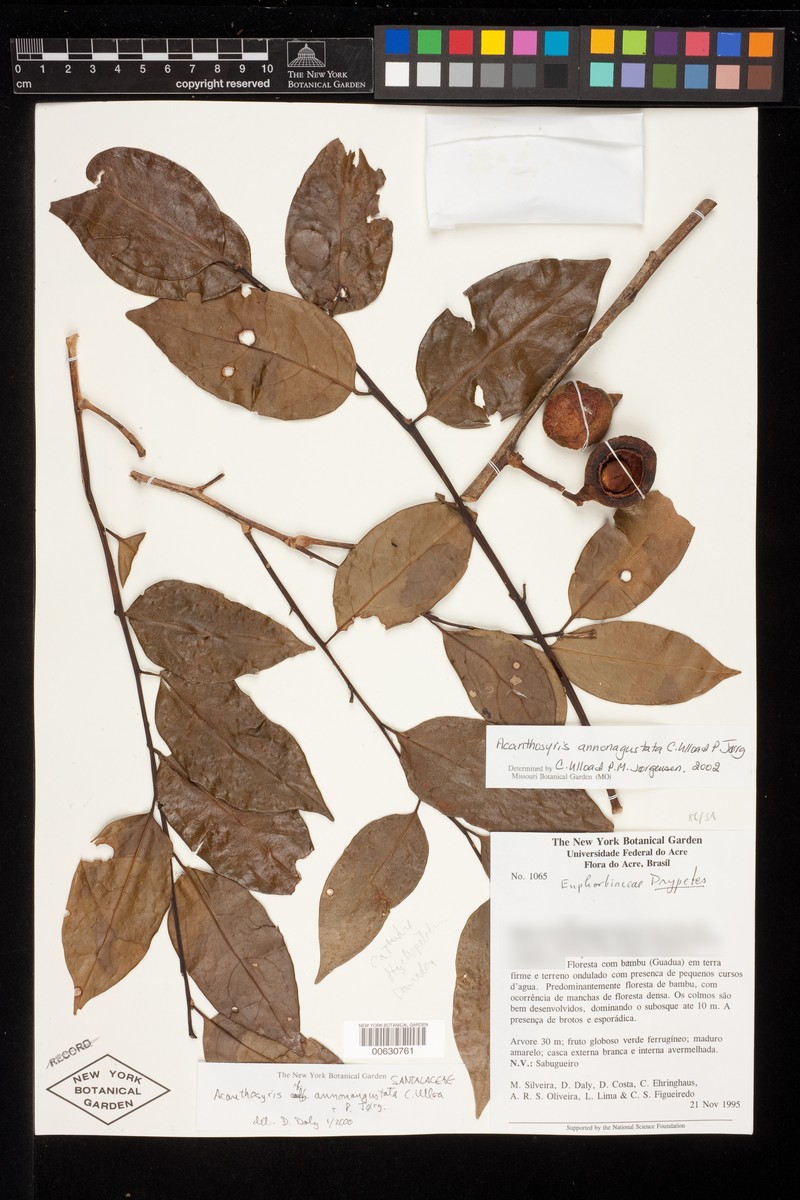 Acanthosyris annonagustata