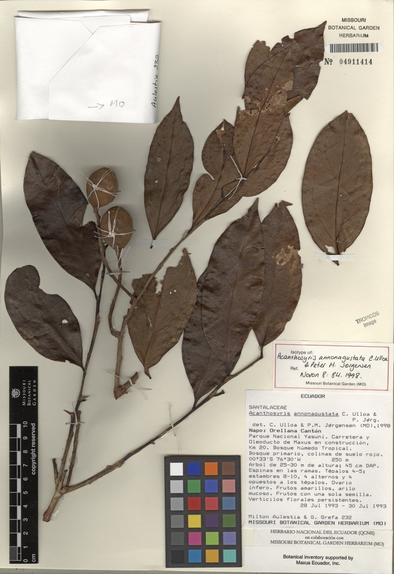 Acanthosyris annonagustata photo 2