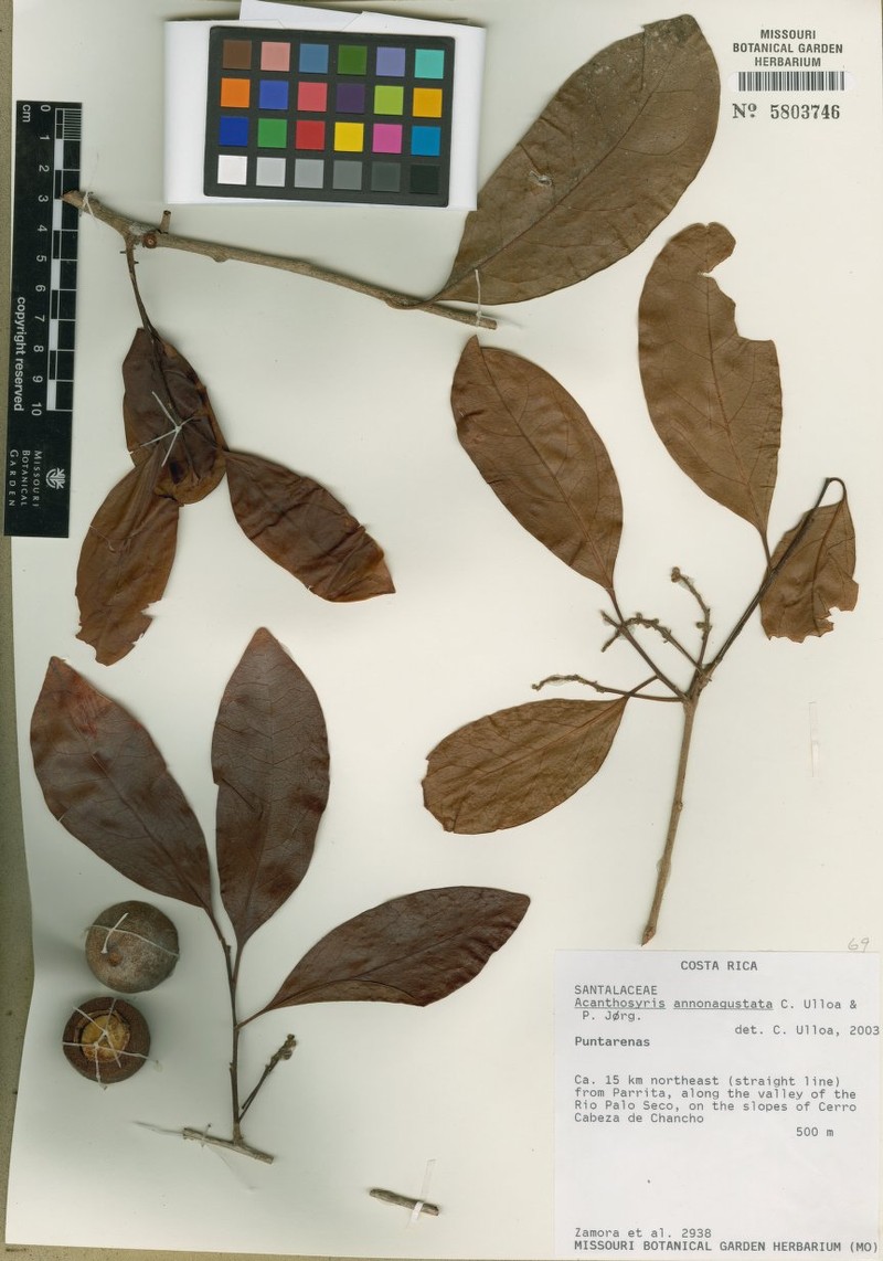 Acanthosyris annonagustata photo 3