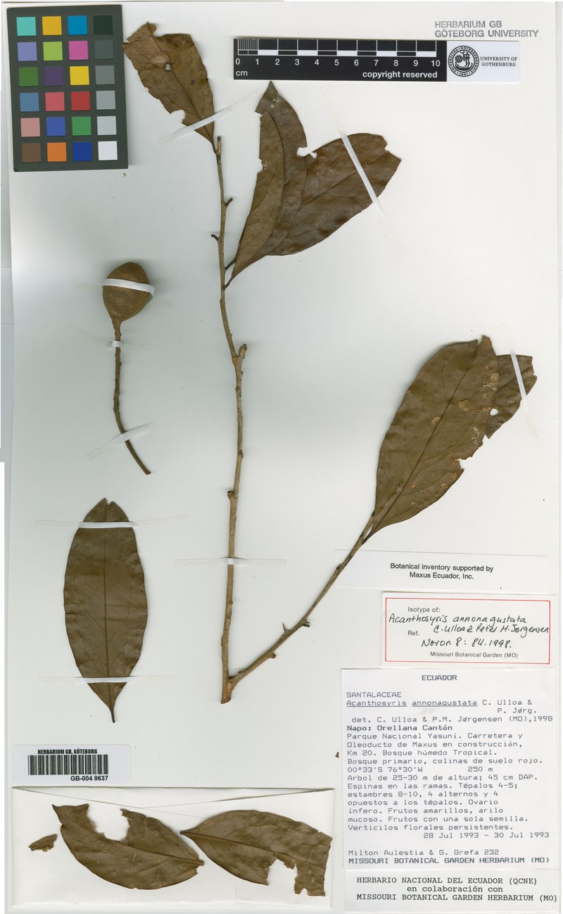 Acanthosyris annonagustata photo 4