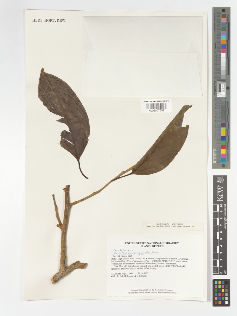Acanthosyris asipapote