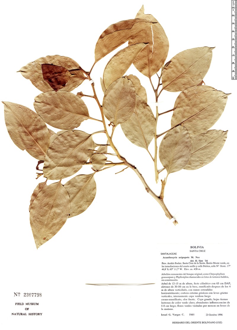 Acanthosyris asipapote photo 2