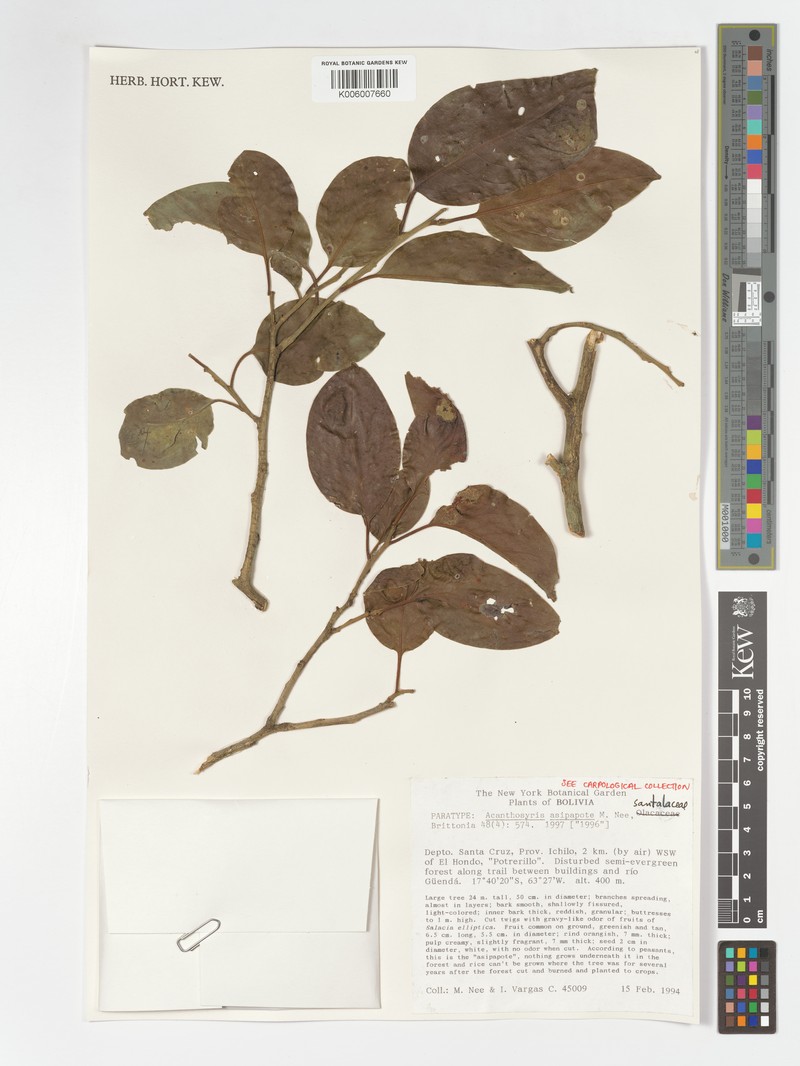 Acanthosyris asipapote photo 3
