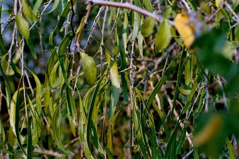 Acanthosyris falcata photo 2