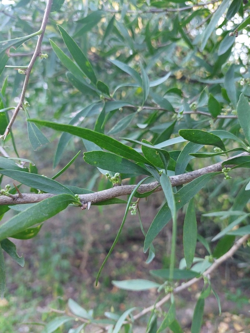 Acanthosyris falcata photo 3