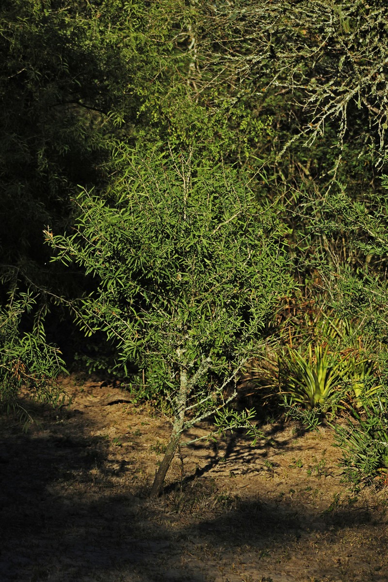 Acanthosyris falcata photo 4