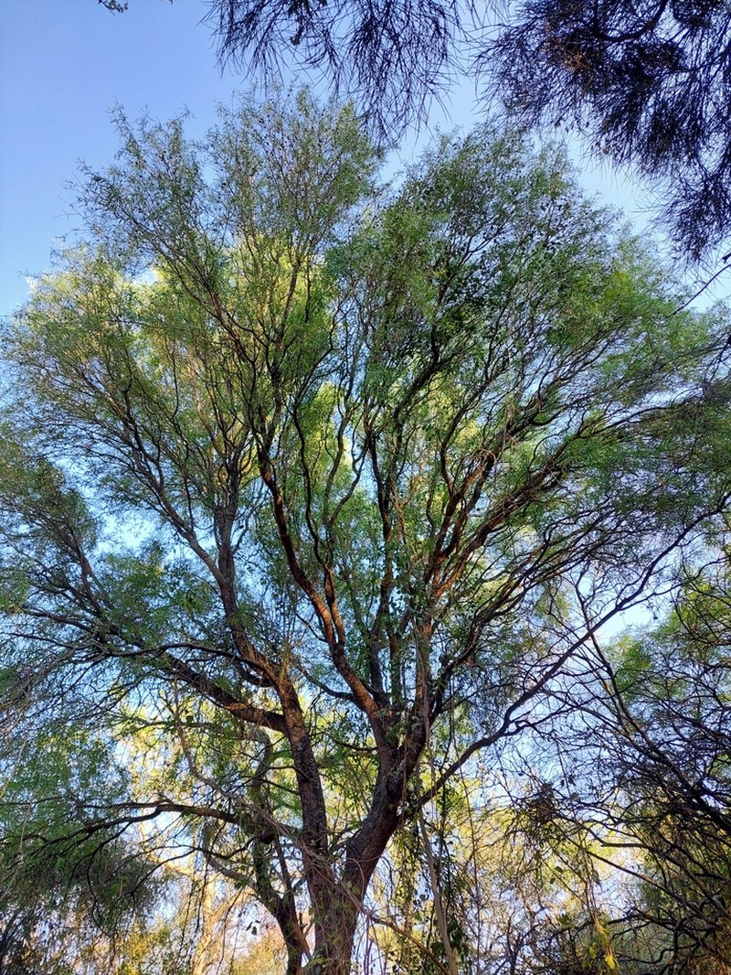 Acanthosyris falcata photo 5