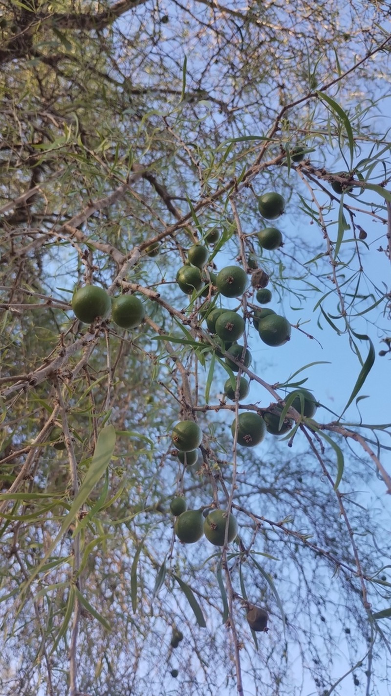Acanthosyris falcata photo 6