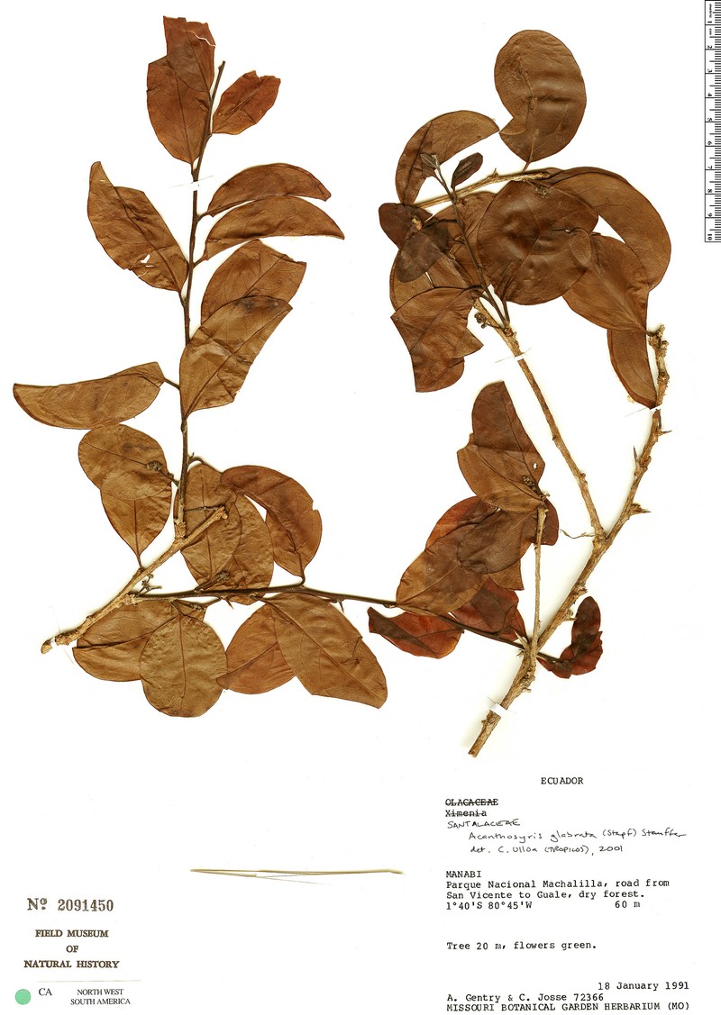 Acanthosyris glabrata photo 4