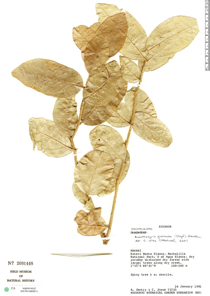 Acanthosyris glabrata photo 5