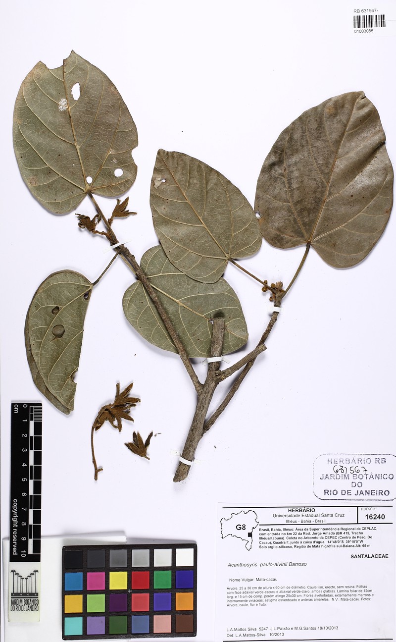 Acanthosyris paulo-alvinii