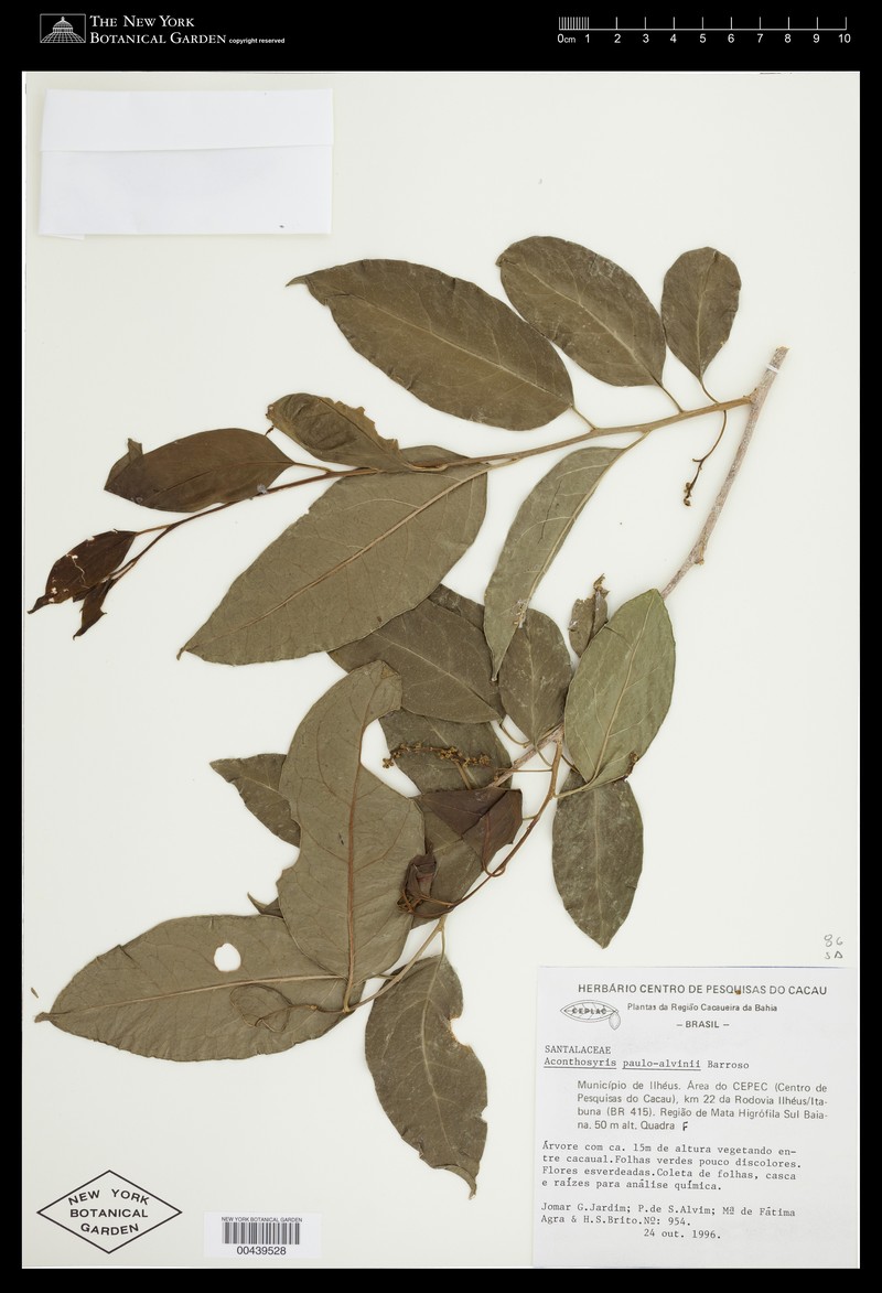 Acanthosyris paulo-alvinii photo 2