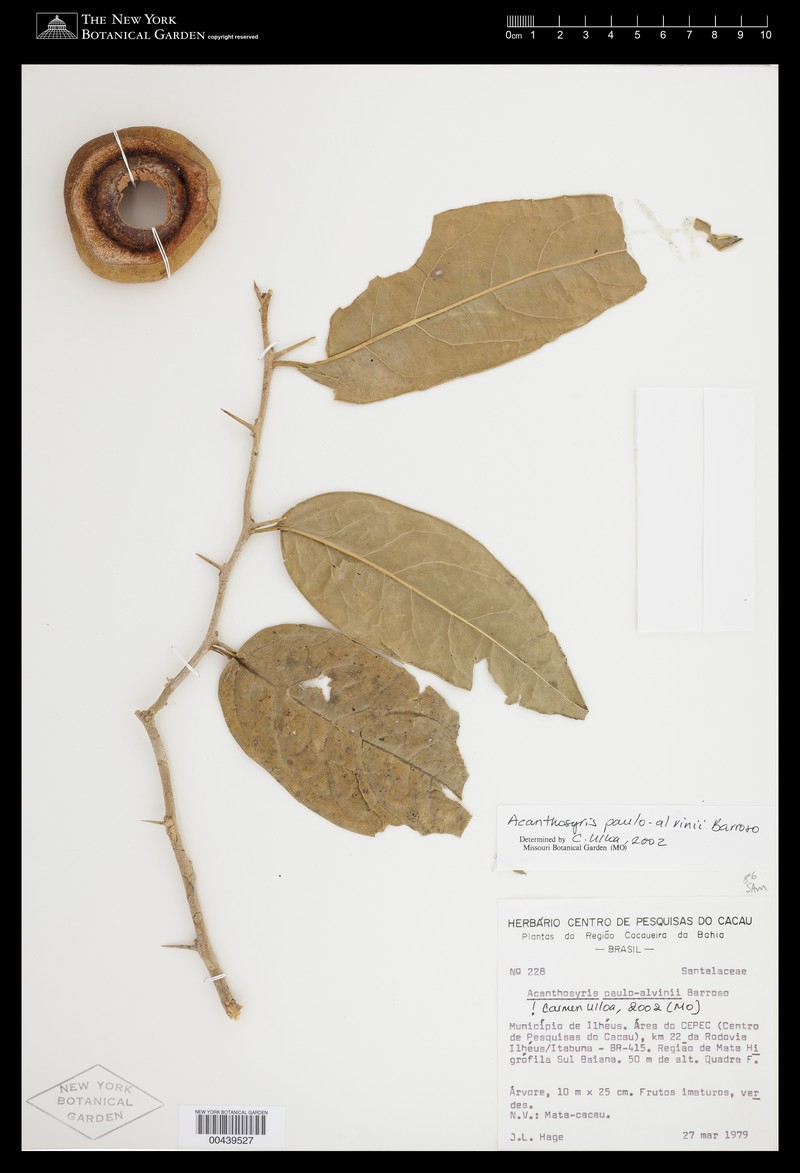 Acanthosyris paulo-alvinii photo 3